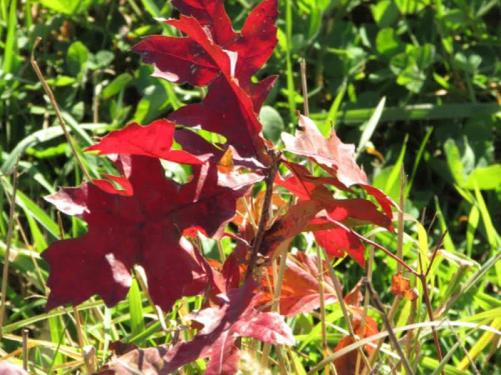 Emily_2016_0208 (1).jpg