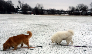 “The ground we walk on, the plants and creatures, the clouds above constantly dissolving into new formations - each gift of nature possessing its own radiant energy, bound together by cosmic harmony.” – Ruth Bernhard