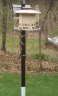 FireShot Capture 5 - Video - Google Photos_ - https___photos.google.com_search_sq