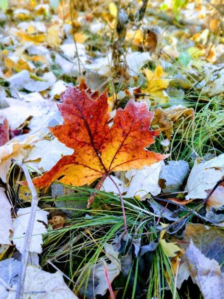 IMG_20181024_083843-EFFECTS